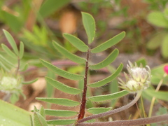 Anthyllis vulneraria rubriflora