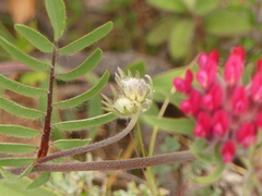 Anthyllis vulneraria rubriflora