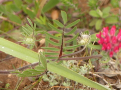Anthyllis vulneraria rubriflora