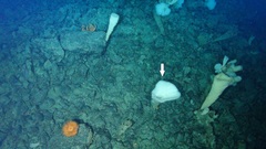 Chonelasma