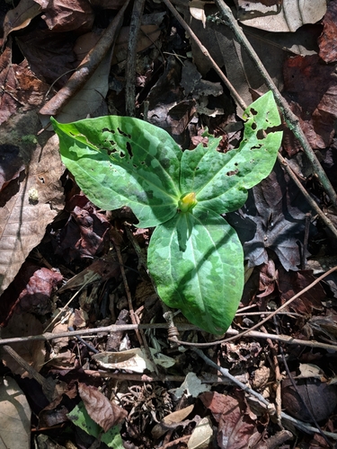 Trillium image
