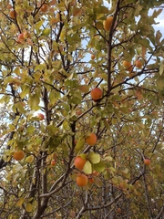 Prunus ursina