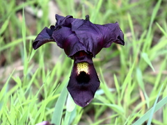 Iris atropurpurea
