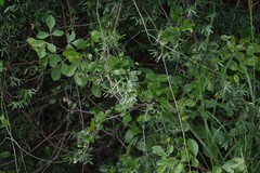 Secamone filiformis