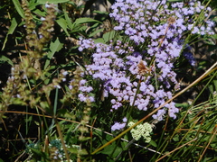 Chromolaena hirsuta