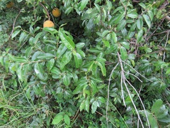 Landolphia kirkii