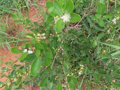 Eugenia capensis