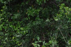 Secamone filiformis