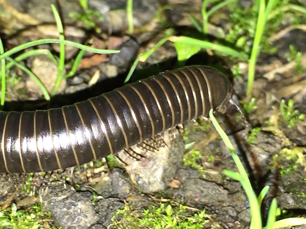Black Round Millipede