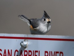 Baeolophus bicolor × atricristatus