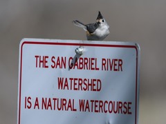 Baeolophus bicolor × atricristatus