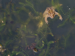 Hoplobatrachus tigerinus