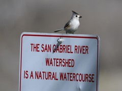 Baeolophus bicolor × atricristatus