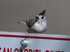 Baeolophus bicolor × atricristatus