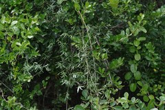 Secamone filiformis