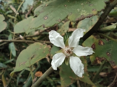 Rubus corchorifolius