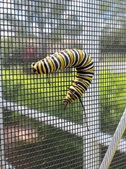 Danaus plexippus