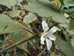 Rubus corchorifolius