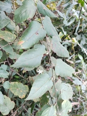 Rubus corchorifolius