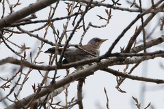 Turdus pilaris