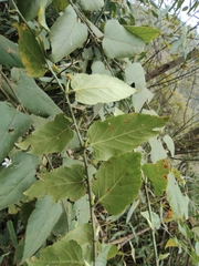 Rubus corchorifolius