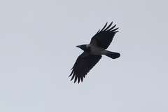 Corvus cornix