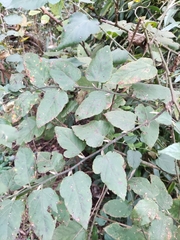 Rubus corchorifolius