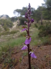 Orchis spitzelii