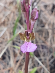 Orchis spitzelii