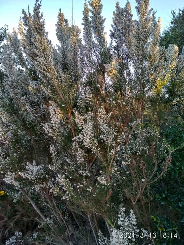 Avistamiento Erica arborea