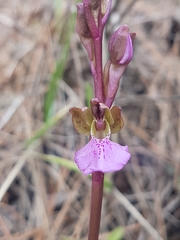 Orchis spitzelii