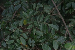 Dalbergia obovata