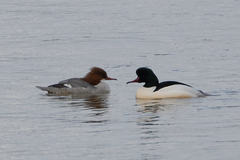 Mergus merganser