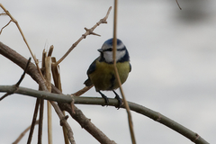 Cyanistes caeruleus