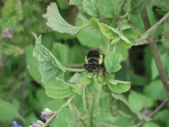 Bombus weisi