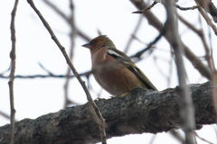 Fringilla coelebs