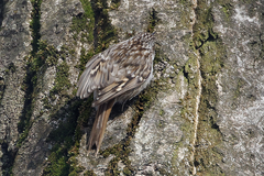 Certhia brachydactyla