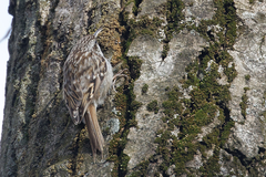 Certhia brachydactyla