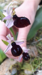 Ophrys ferrum-equinum