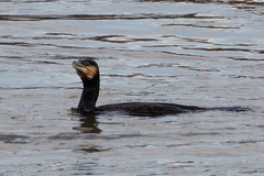 Phalacrocorax carbo