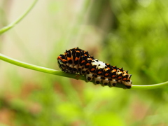 Papilio machaon hippocrates