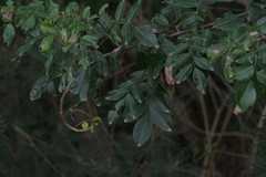 Dalbergia obovata