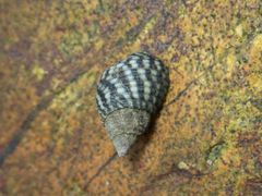 Planaxis sulcatus