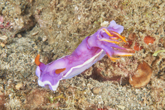 Hypselodoris iba