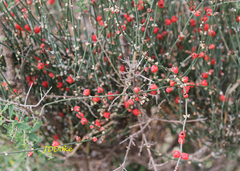 Ephedra triandra