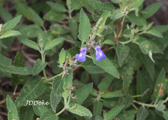 Salvia cuspidata
