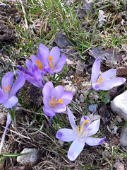 Crocus heuffelianus heuffelianus