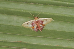 Idaea rosinaria