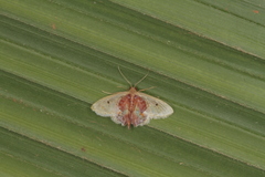 Idaea rosinaria