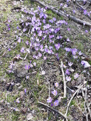 Crocus heuffelianus heuffelianus